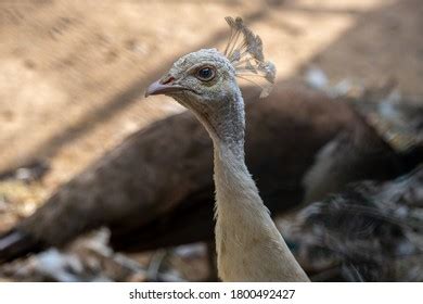 16,402 Peacock Head Close Up Images, Stock Photos & Vectors | Shutterstock