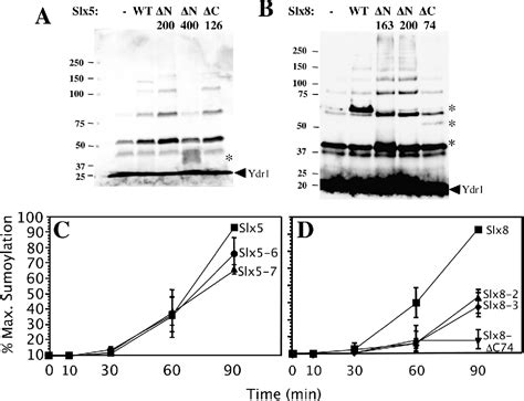 Figure From Stimulation Of In Vitro Sumoylation By Slx Slx