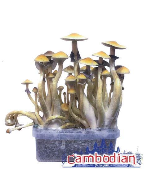 Psilocybe Cubensis | Dutch Grow Kits Webshop