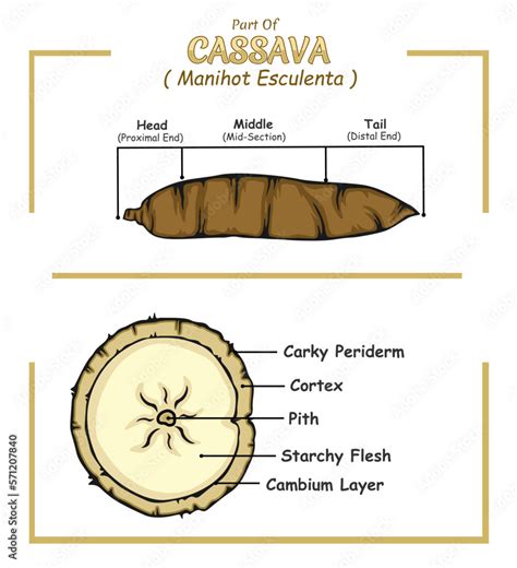 Cassava Structure Diagram Cassava Structure Vector Illustration