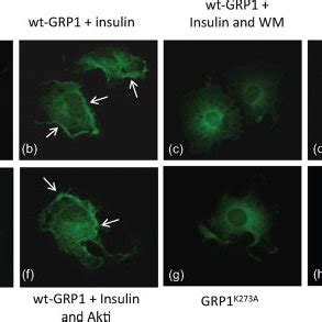 Effects Of Akti And Wortmannin On The Insulin Dependent Translocation