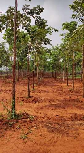 Agriculture Land Lands Plots For Sale In India Olx