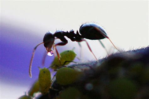 Formiga De Fogo Caracter Sticas Nome Cientifico Fotos E Tamanho