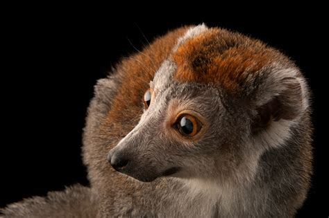 Endangered Female Crowned Lemur Eulemur Coronatus Joel Sartore