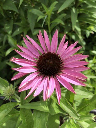 Echinacea Purpurea Fatal Attraction Pp Echinacea Fatal