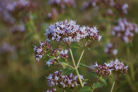 Oregano Plant Photos, Download The BEST Free Oregano Plant Stock Photos ...