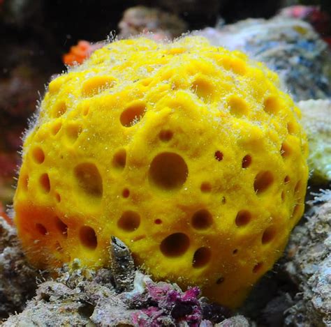 Live Orange Sponge Ball Coral Marine Reef Saltwater | Etsy