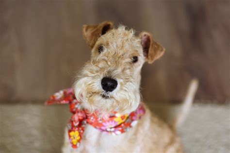 Lakeland Terrier Dog Breed Info Pictures Traits And Care Dogster