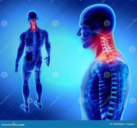 3D Illustration Of Cervical Spine Medical Concept Stock Illustration