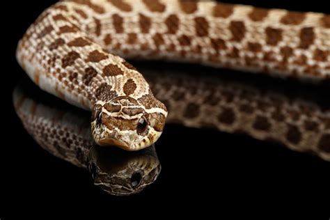 Western Hognose Snake Care Guide & Prices » Petsoid