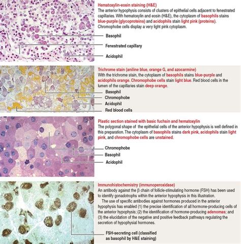 Neuroendocrine System Clinical Gate