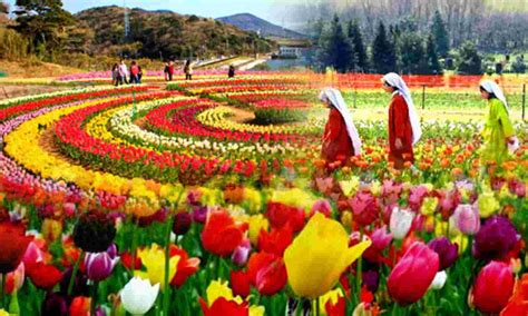 Lg Sinha To Thrown Open Sanasar Tulip Garden Expanded To Kanals