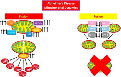 Demonstration Of Dysfunctional Mitochondrial Fission And Fusion Download Scientific Diagram