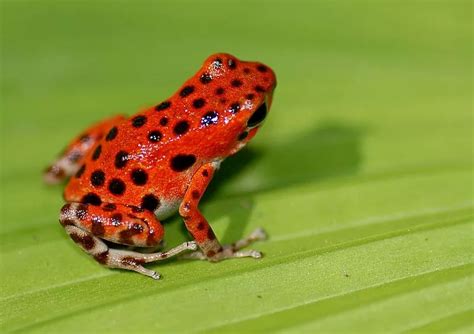 Todo Lo Que Necesitas Saber Sobre Las Dendrobates Las Ranas Venenosas