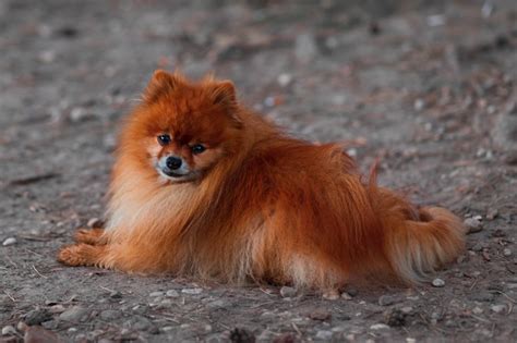 Premium Photo Beautiful Small Dog Red German Spitz Lies On The Street