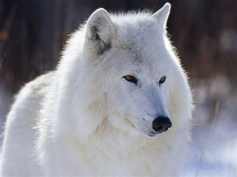 White Wolf - About Animals