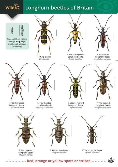 Longhorn beetles guide – Field Studies Council