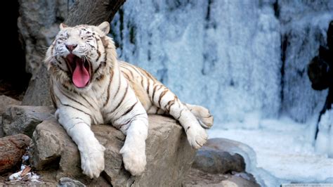 Weißer Tiger HD Wallpaper | Hintergrund | 2560x1440 | ID:504765 ...