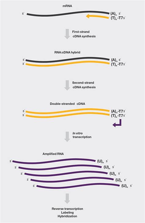 Reverse Transcription Applications Thermo Fisher Scientific Kr