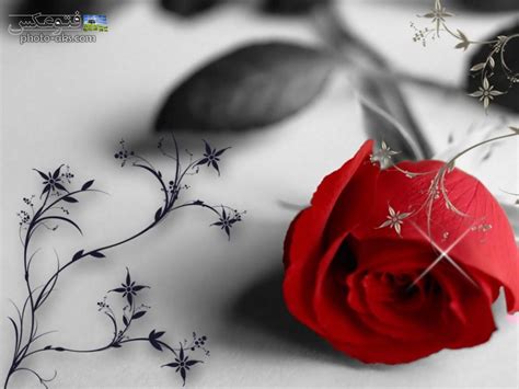 پس زمینه گل رز قرمز red roze wallpaper