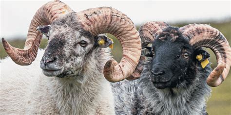 Boreray Sheep: A "Woolly" Remarkable Flock