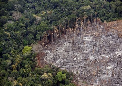 La P Rdida De Bosques Tropicales Continu Durante