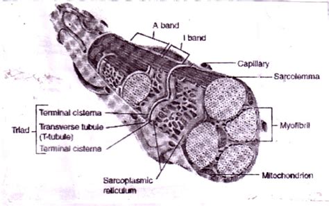 11 T Tubules And The Sarcoplasmic Reticulum Vander Et Al 2001