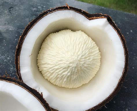 Coconut Flower Ten Amazing Health Benefits Of Coconut Embryo Ten