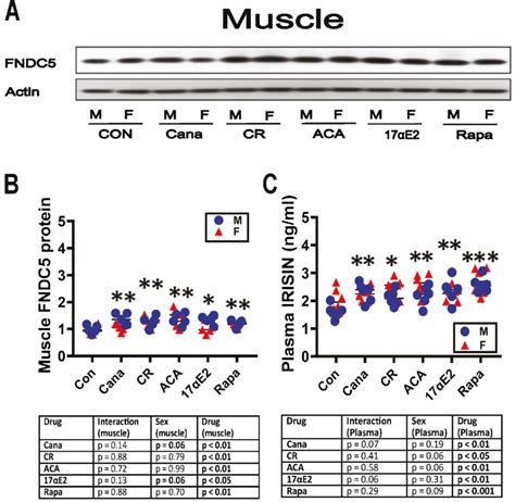 Expression Of Fndc In Thigh Muscle And Plasma Irisin Levels Of Five