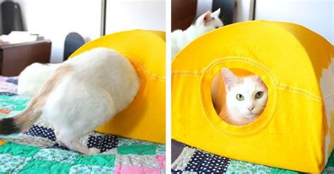 You Can Easily Make Your Cat This Awesome Tent And All You Need Is An