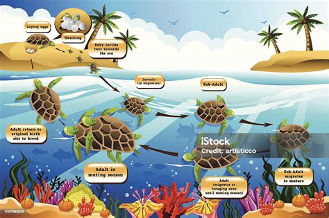 Siklus Hidup Kurakura Laut Ilustrasi Stok Unduh Gambar Sekarang