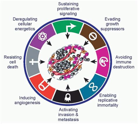 Hallmarks Of Cancer An Organizing Principle For Cancer Medicine