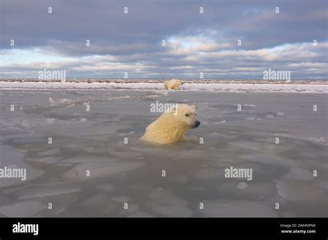 Polar Bears Ursus Maritimus Curious Cub In Newly Forming Pack Ice