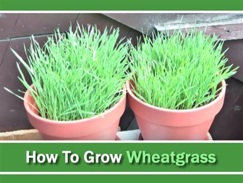 How To Grow Wheatgrass