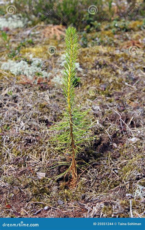 Newly Planted Pine Tree Seedling Stock Photo Image Of Pine Managed