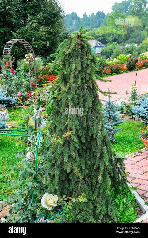 Closeup Of Dwarf Spruce Picea Abies Cultivar Inversa In Garden