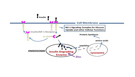 Cytosolic Degradation Of Insulin Download Scientific Diagram