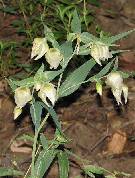 Calochortus albus | Pacific Bulb Society