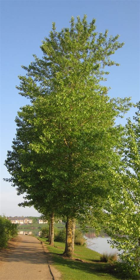 Poplars Tree Guide Uk Poplar Tree Identification