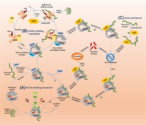 Molecular Chaperones HSP70 HSC70 And HSP90 Dependent Independent And