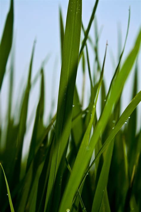 Free Images Branch Dew Lawn Meadow Sunlight Leaf Flower Green