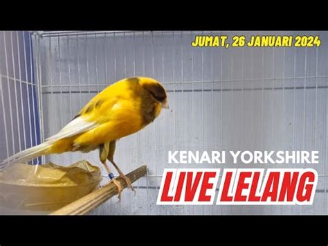 LIVE LELANG KENARI YORKSHIRE JUMAT SEMANGAT YouTube