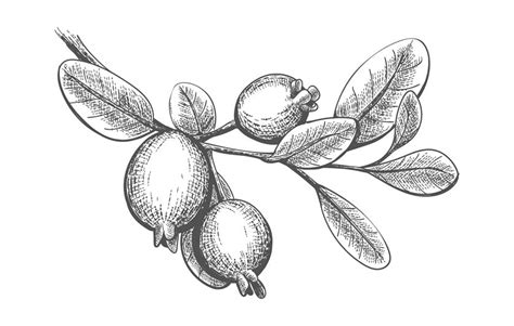 Hand Drawn Feijoa Branch By Vectortatu TheHungryJPEG