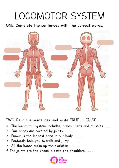 Locomotor System Online Worksheet System True Or False Questions Science And Nature