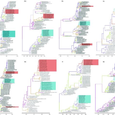 Maximum Clade Credibility Time Scaled Phylogenetic Tree Of The Eight