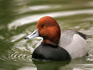 Redhead duck hunting in United States - BookYourHunt.com