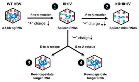 Viruses Free Full Text Phosphorylation Of The Arginine Rich C