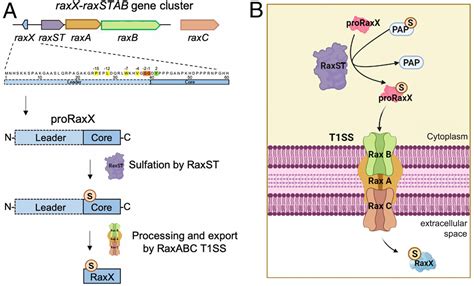 Plant Immunity Rice XA21 Mediated Resistance To Bacterial Infection PNAS