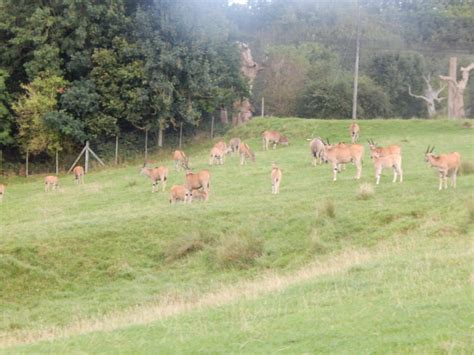 Common Eland 110921 Zoochat