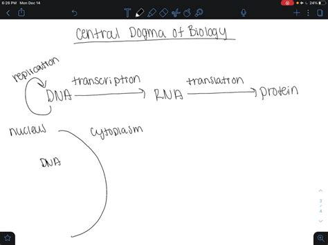 Solvedwhere Does Translation Take Place In A Eukaryotic Cell A Nucleus B Ribosome C